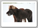 Winter 15 16 (218)